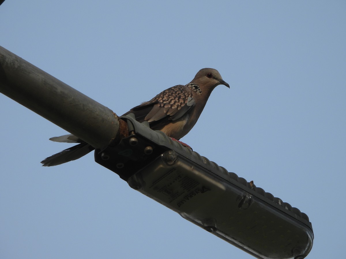 Spotted Dove - ML620431087