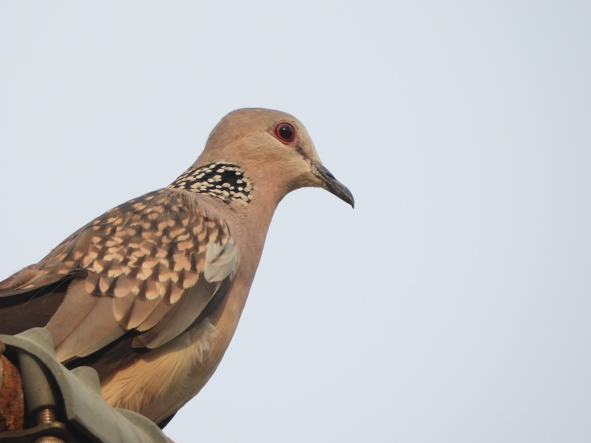 Spotted Dove - ML620431090
