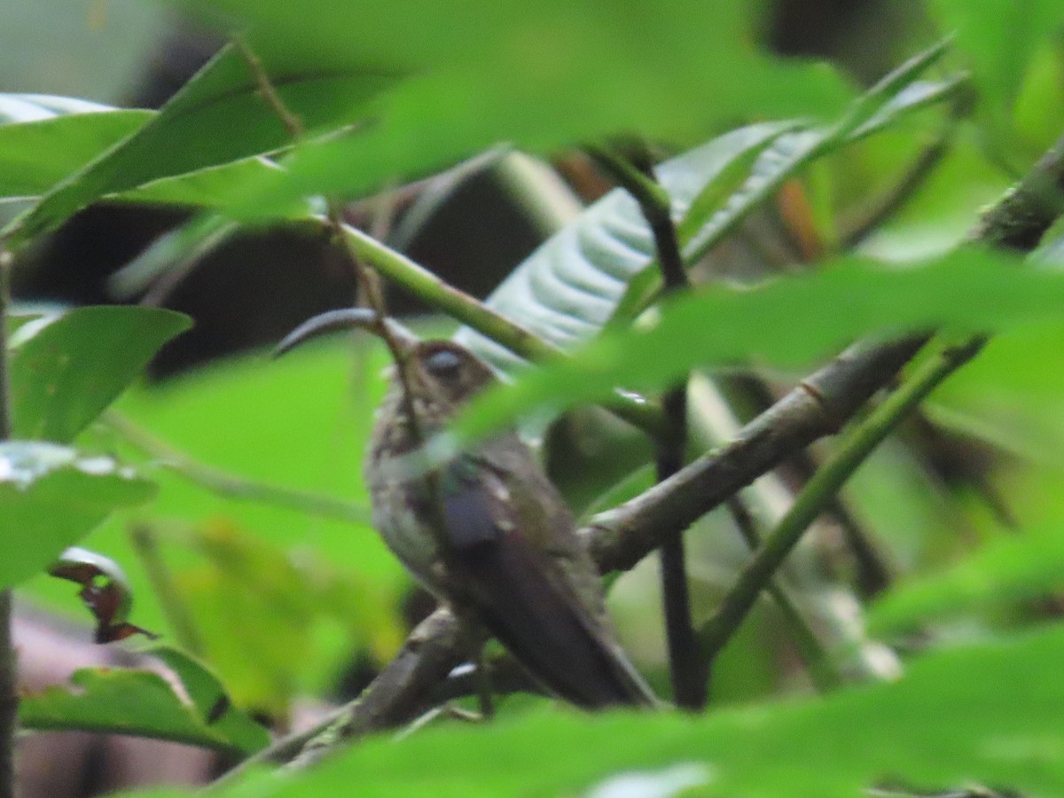 White-tipped Sicklebill - ML620431091