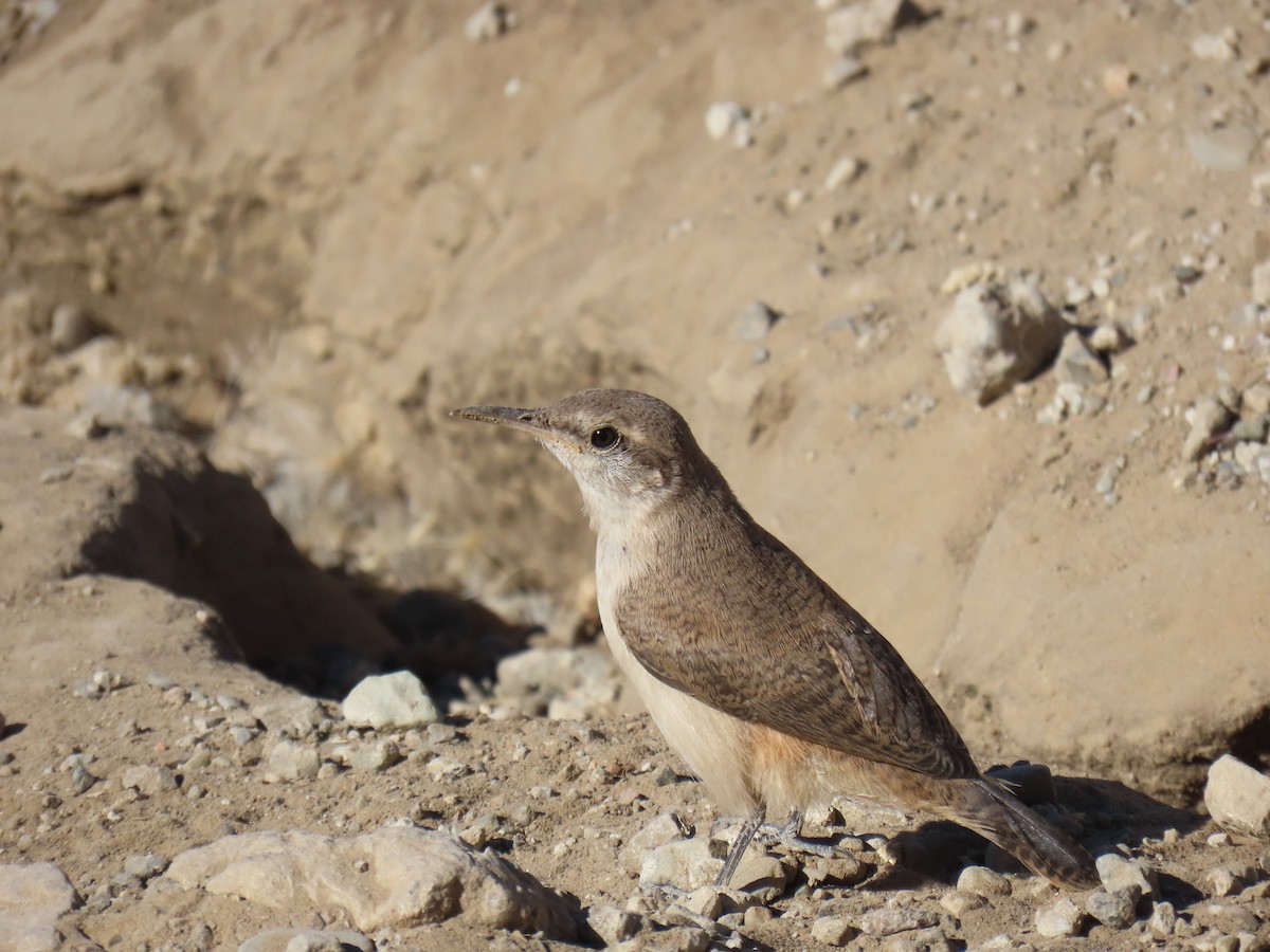 Rock Wren - ML620431092