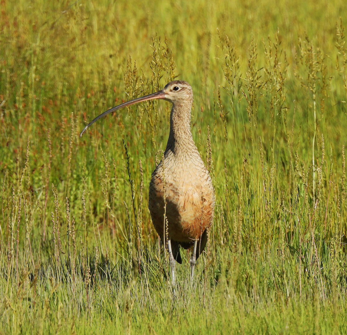 Long-billed Curlew - ML620431093