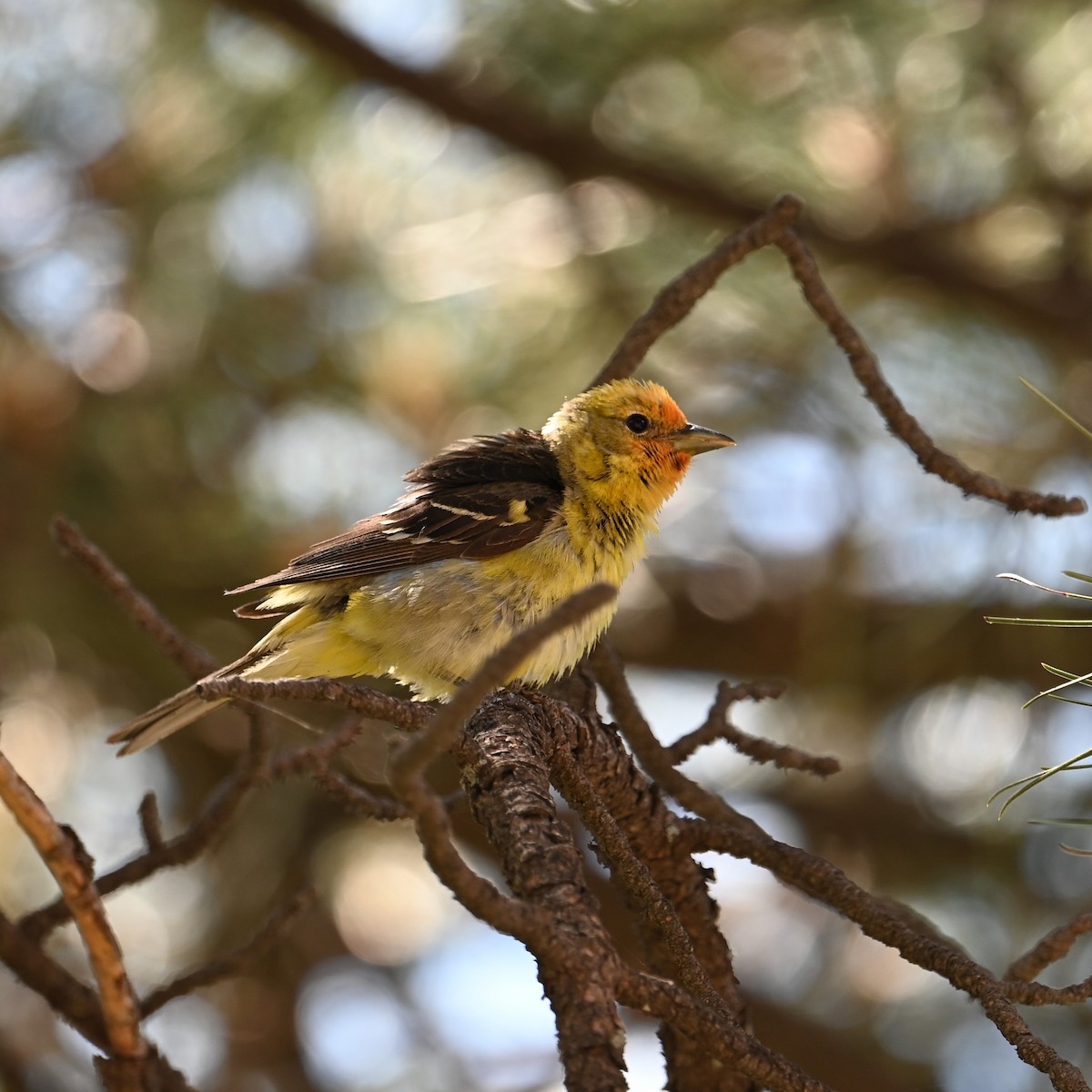 Western Tanager - ML620431096