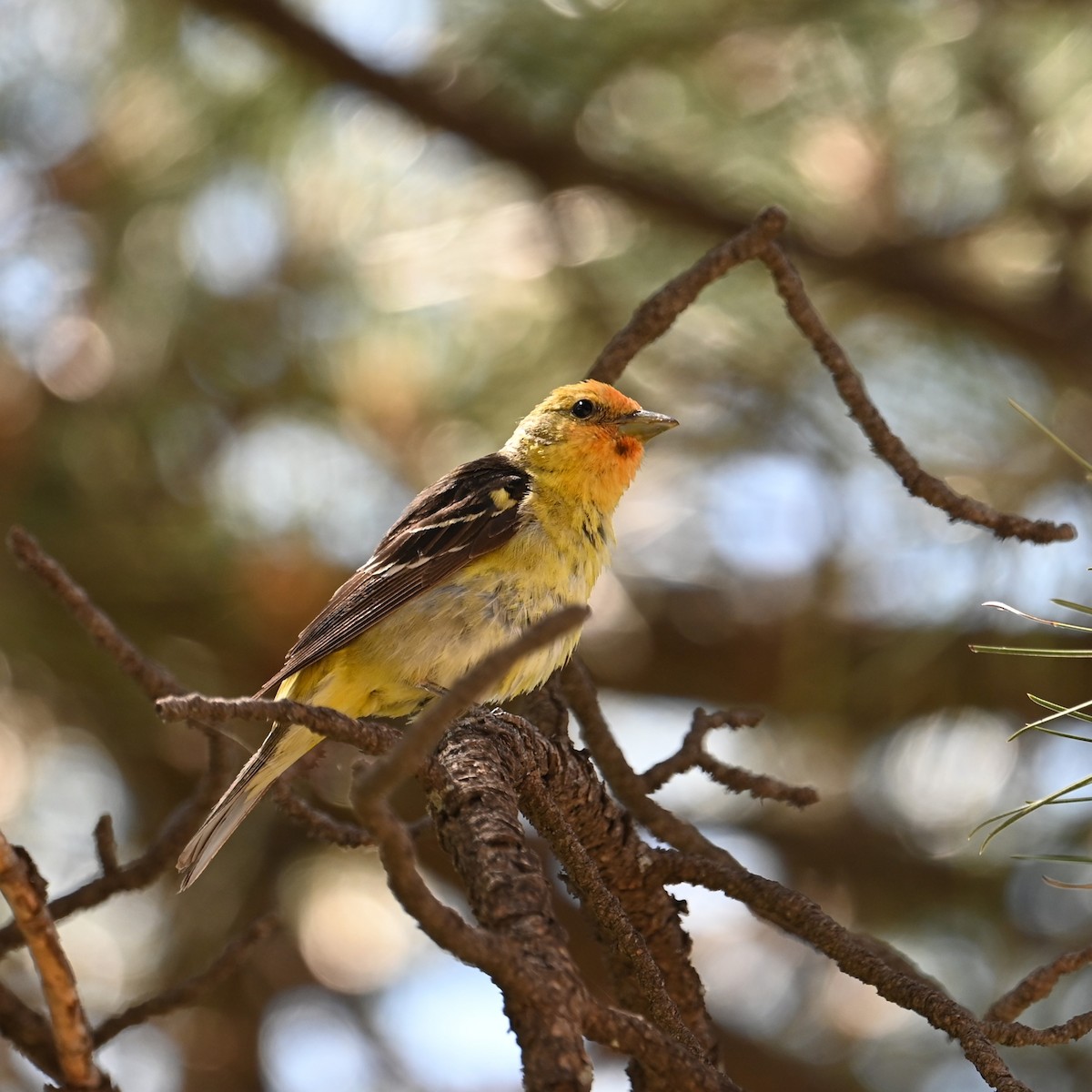 Western Tanager - ML620431097