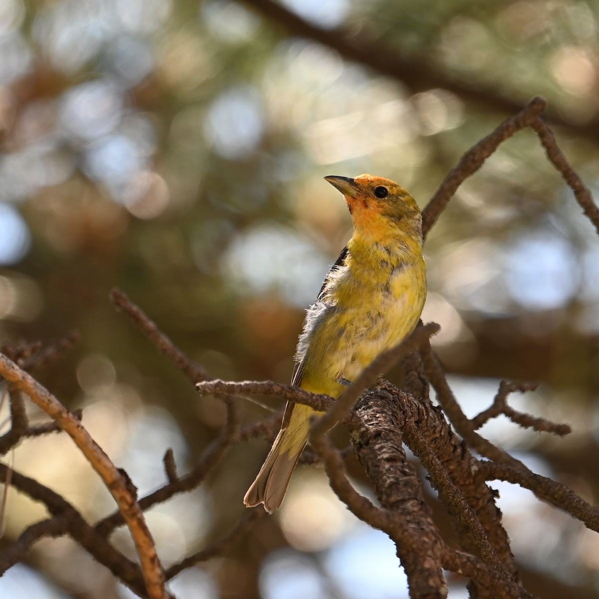 Western Tanager - ML620431098