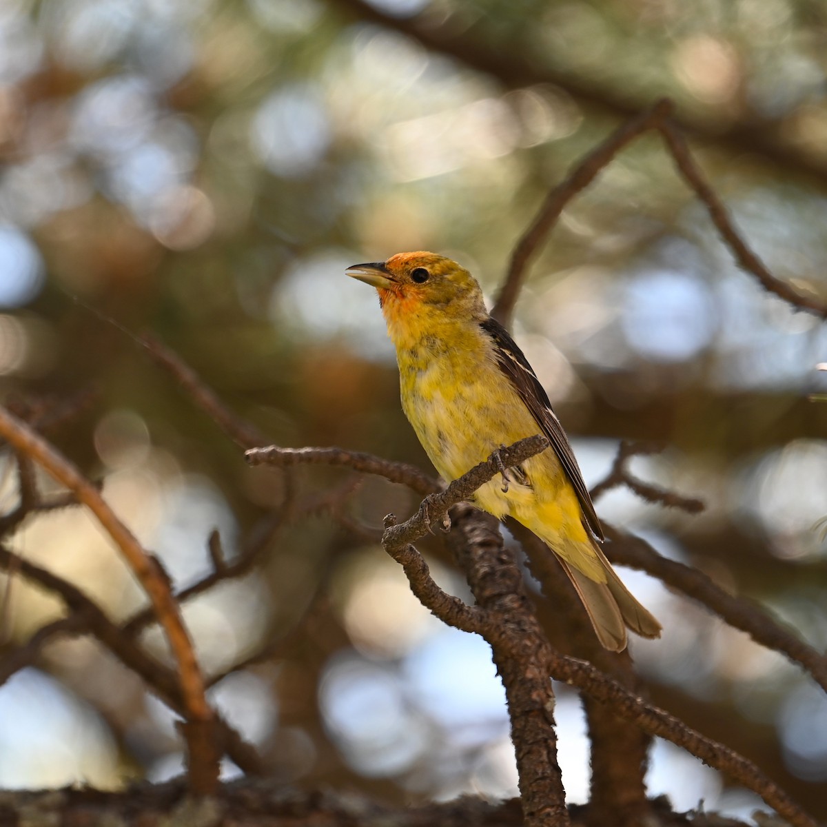 Western Tanager - ML620431099