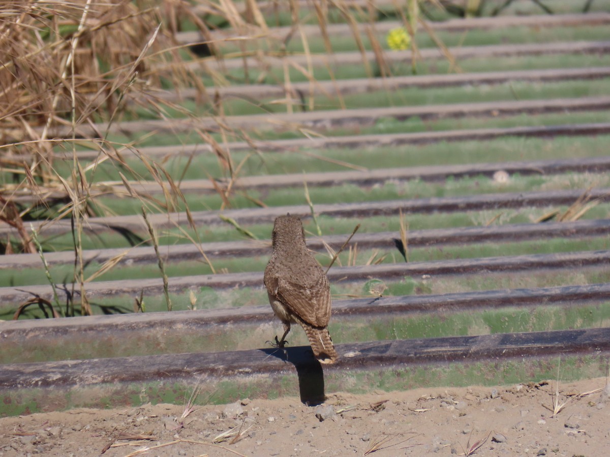 Rock Wren - ML620431101