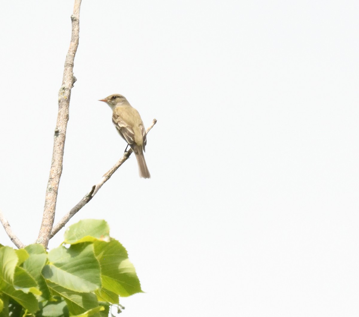 Willow Flycatcher - ML620431105