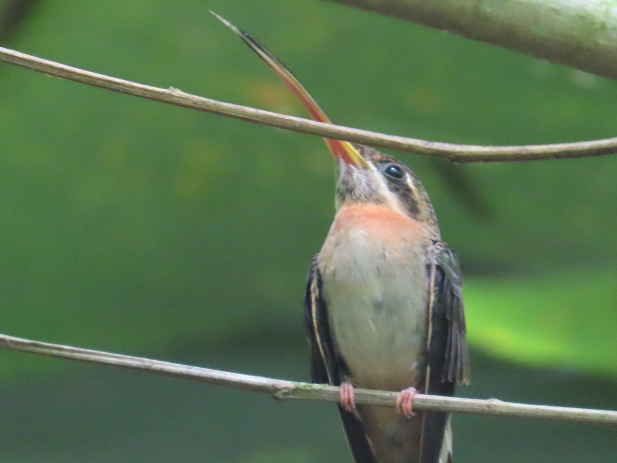 Полосатохвостый колибри-отшельник - ML620431109