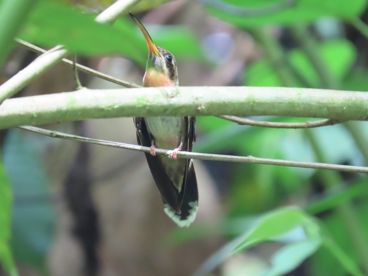 Полосатохвостый колибри-отшельник - ML620431110
