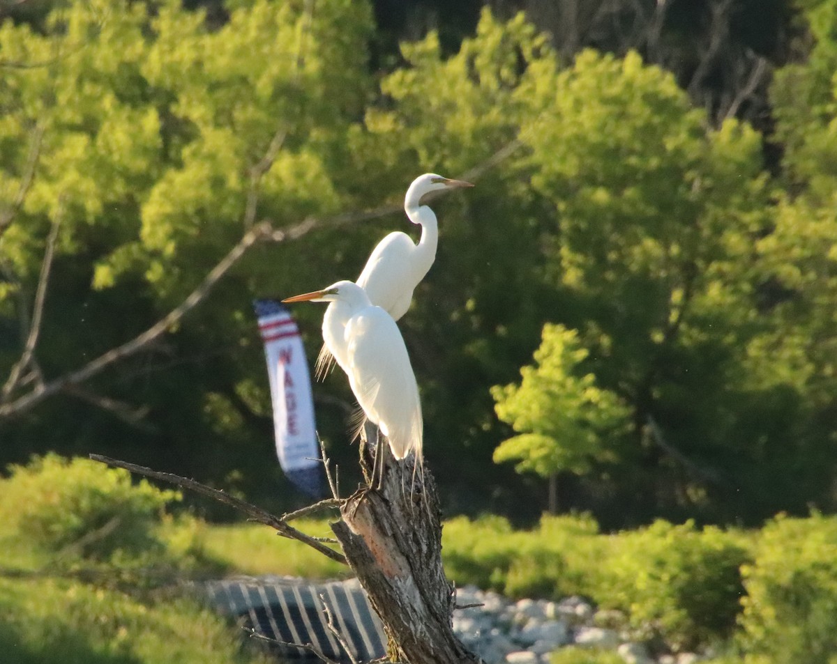 Great Egret - ML620431118