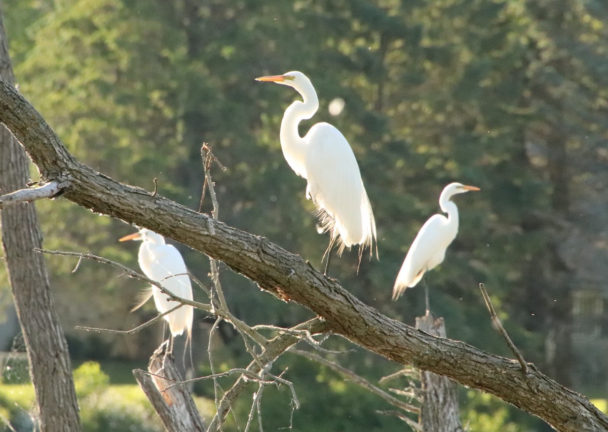 Great Egret - ML620431119