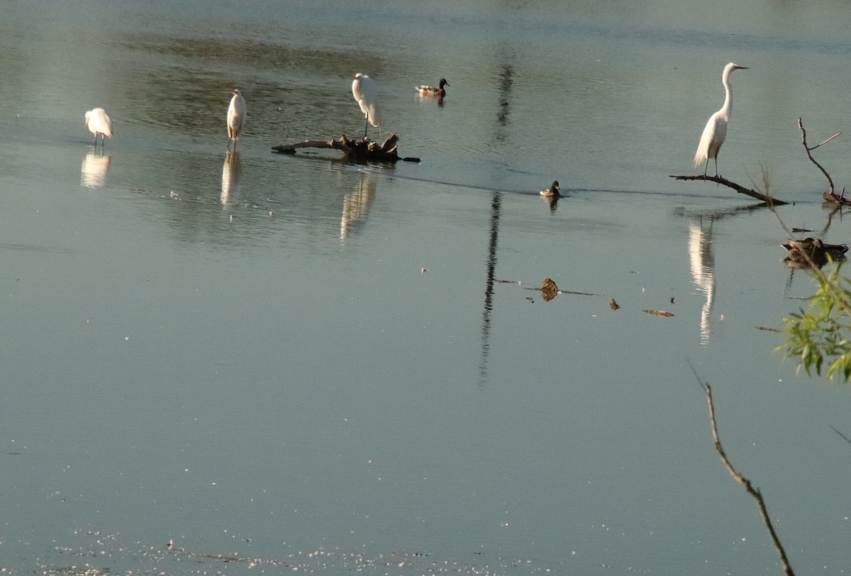 Great Egret - ML620431120