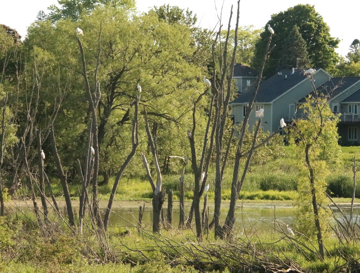 Great Egret - ML620431121