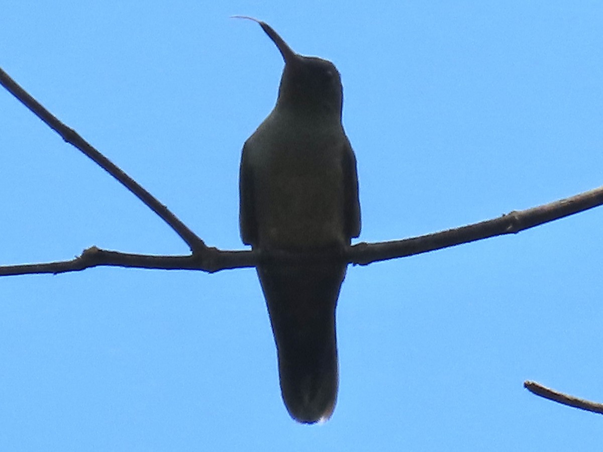 Colibrí de Cuvier - ML620431123