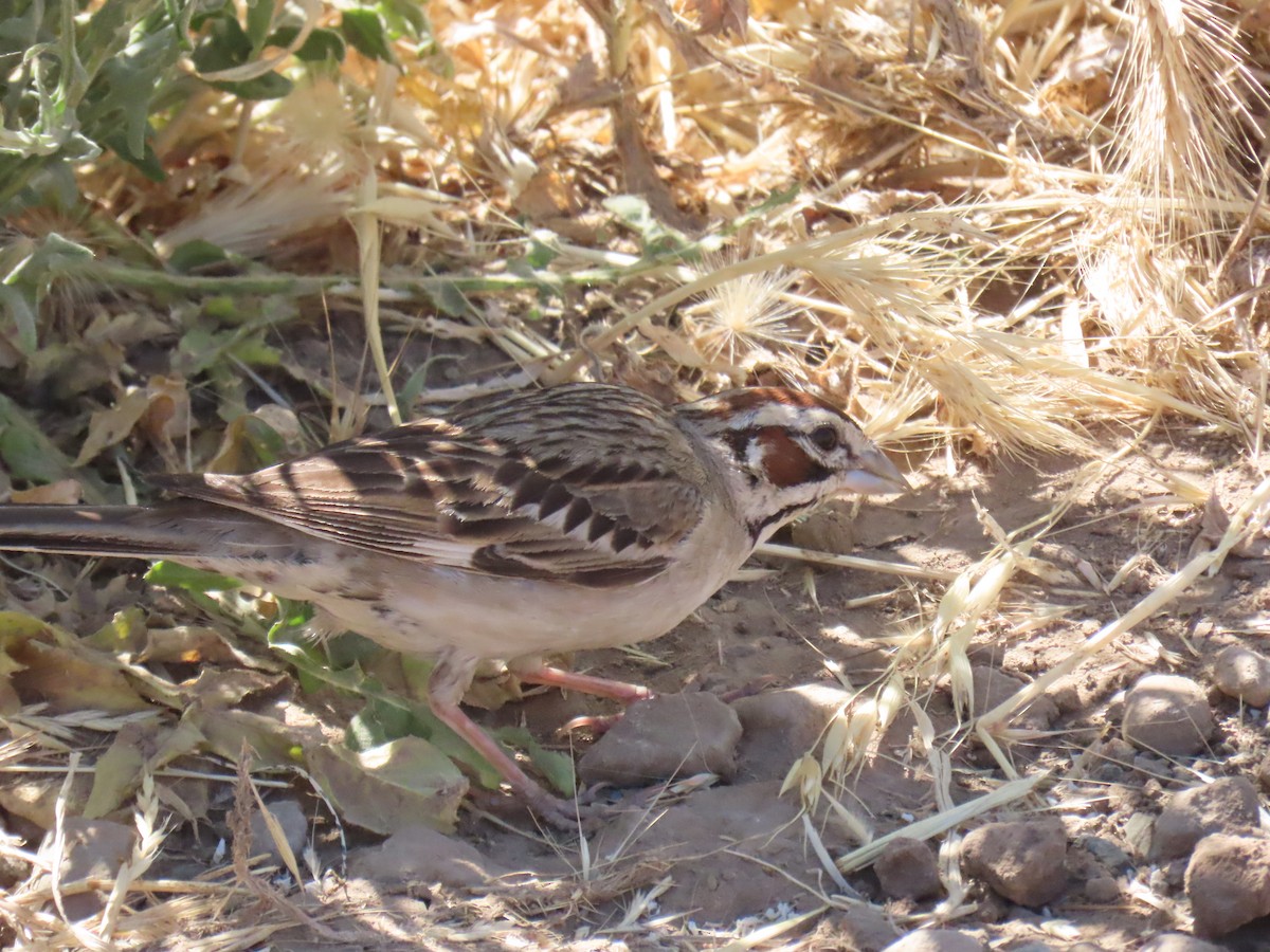 Lark Sparrow - ML620431125