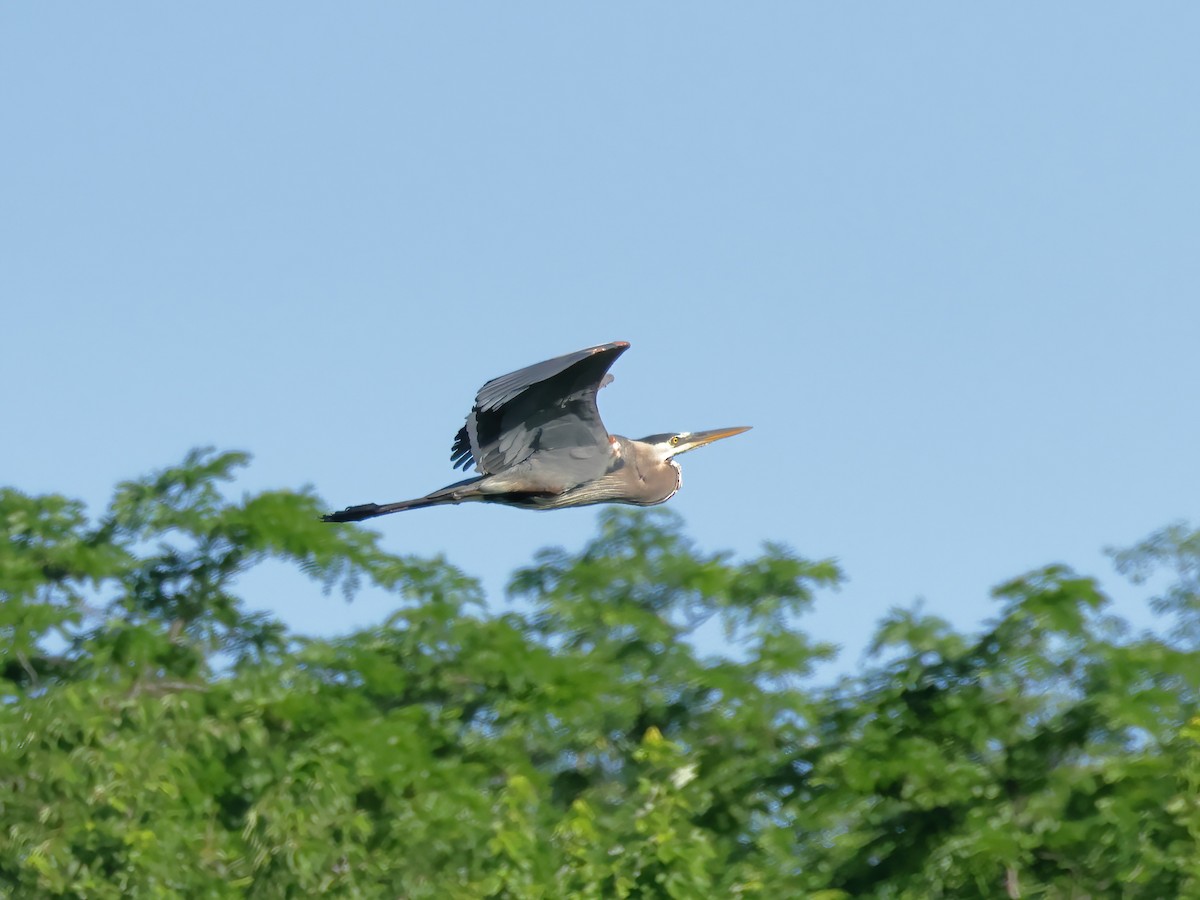 Great Blue Heron - ML620431126