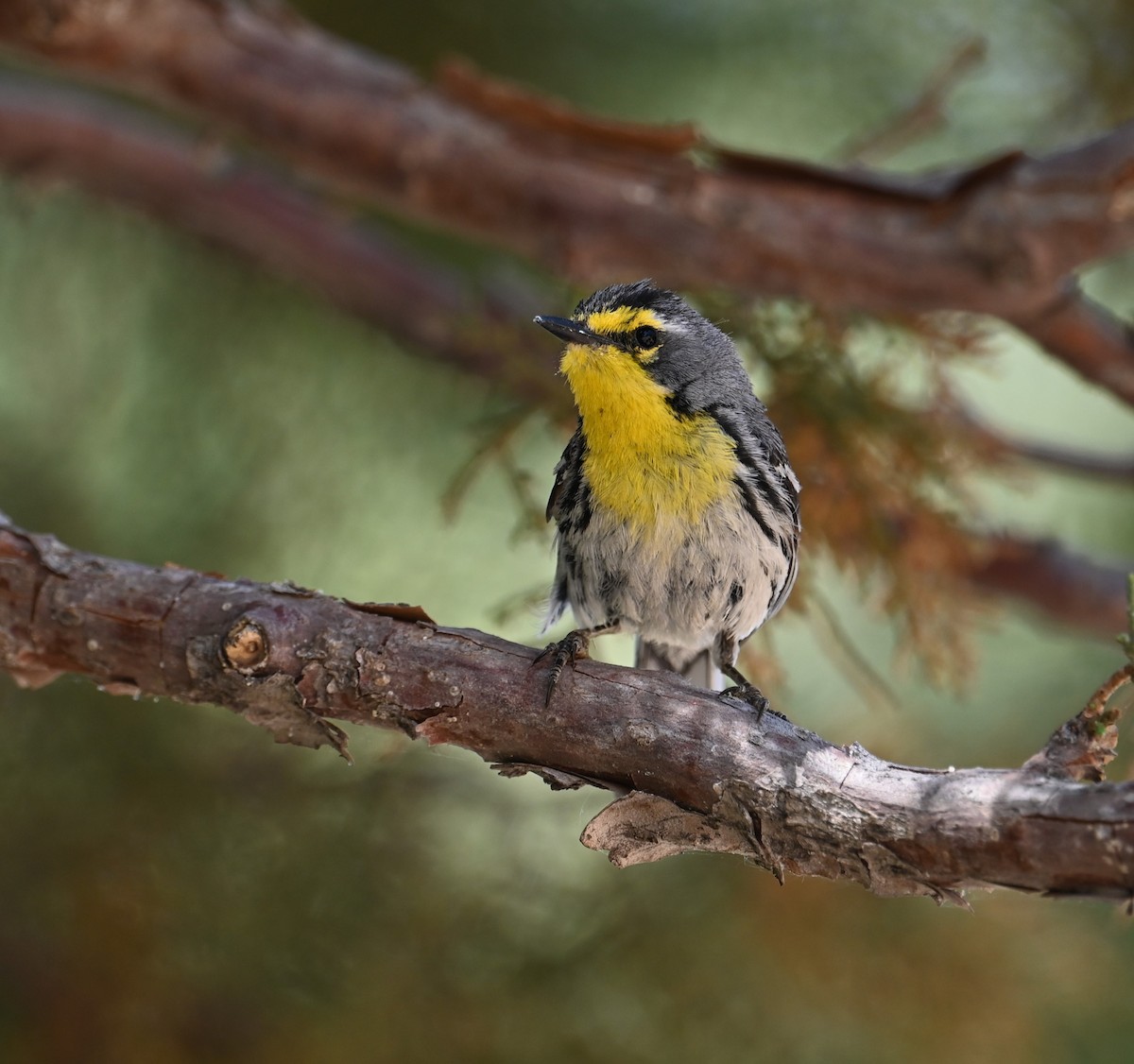 Grace's Warbler - ML620431128