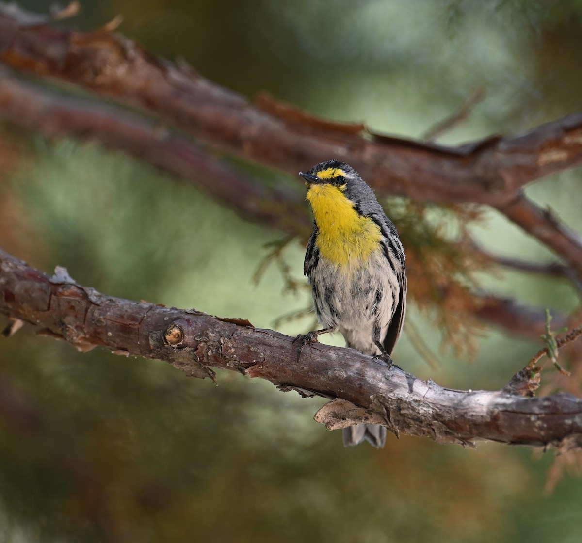 Grace's Warbler - ML620431130