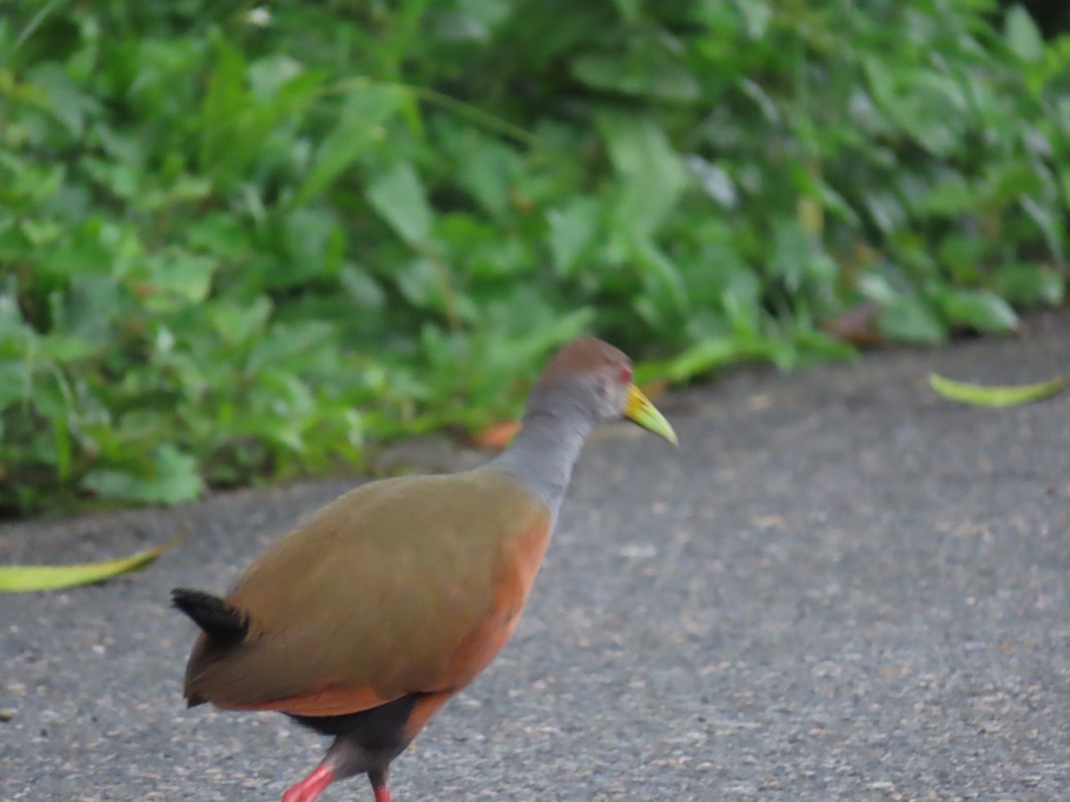 Gray-cowled Wood-Rail - ML620431132