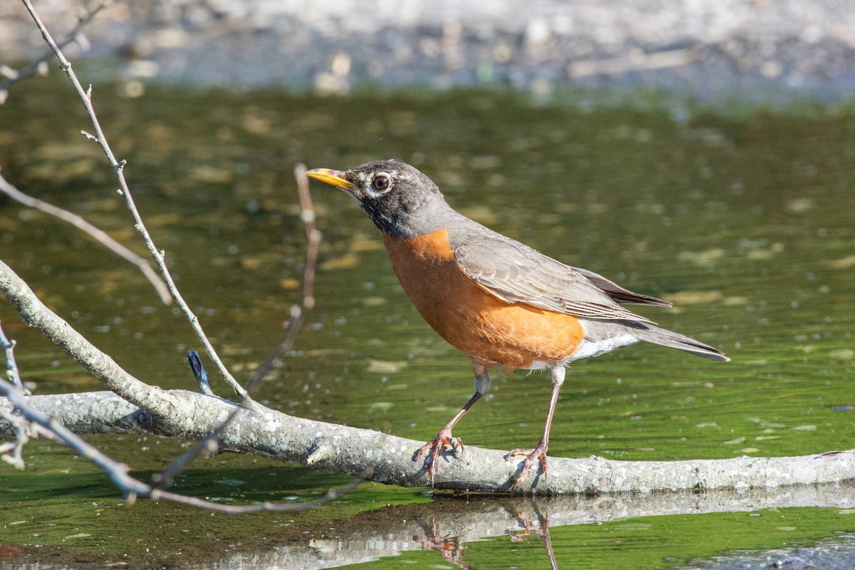 American Robin - ML620431133