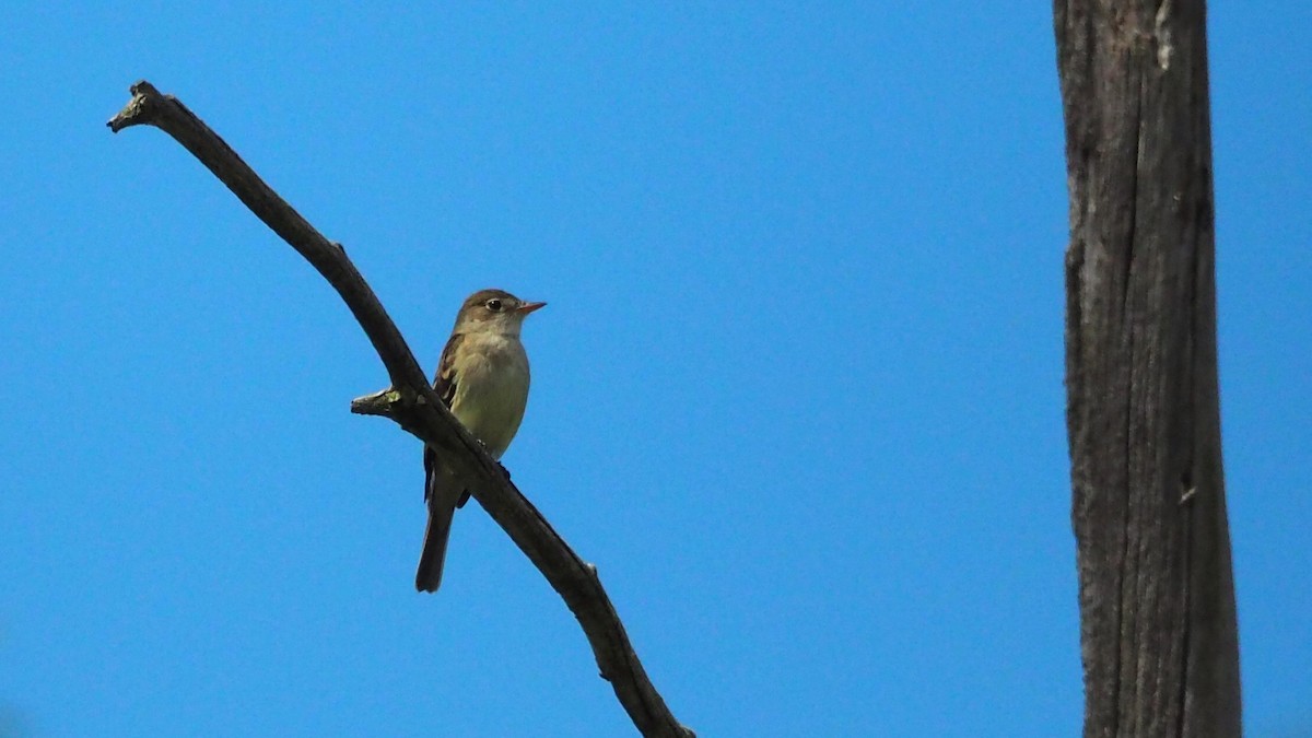 Alder Flycatcher - ML620431139