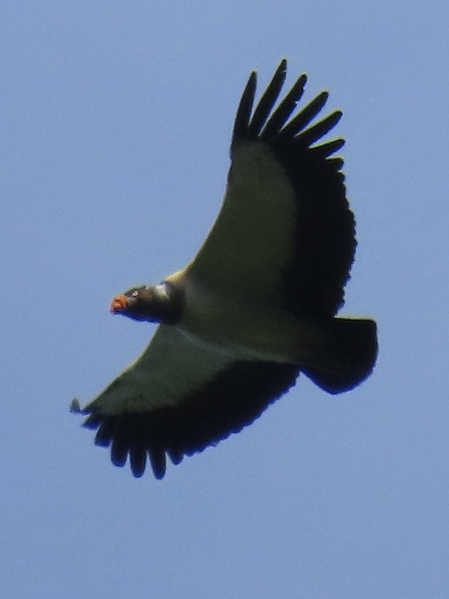 King Vulture - ML620431142