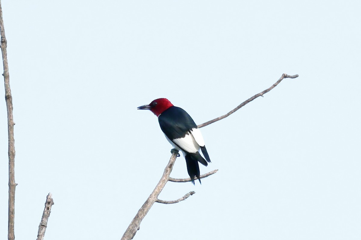 Red-headed Woodpecker - ML620431145