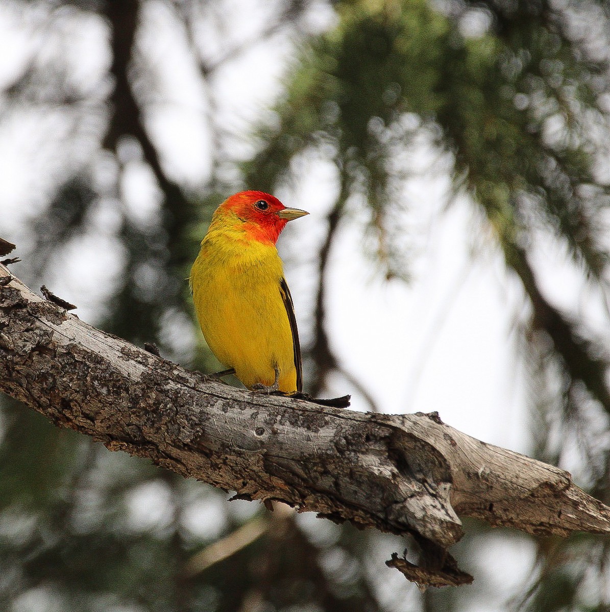 Western Tanager - ML620431147