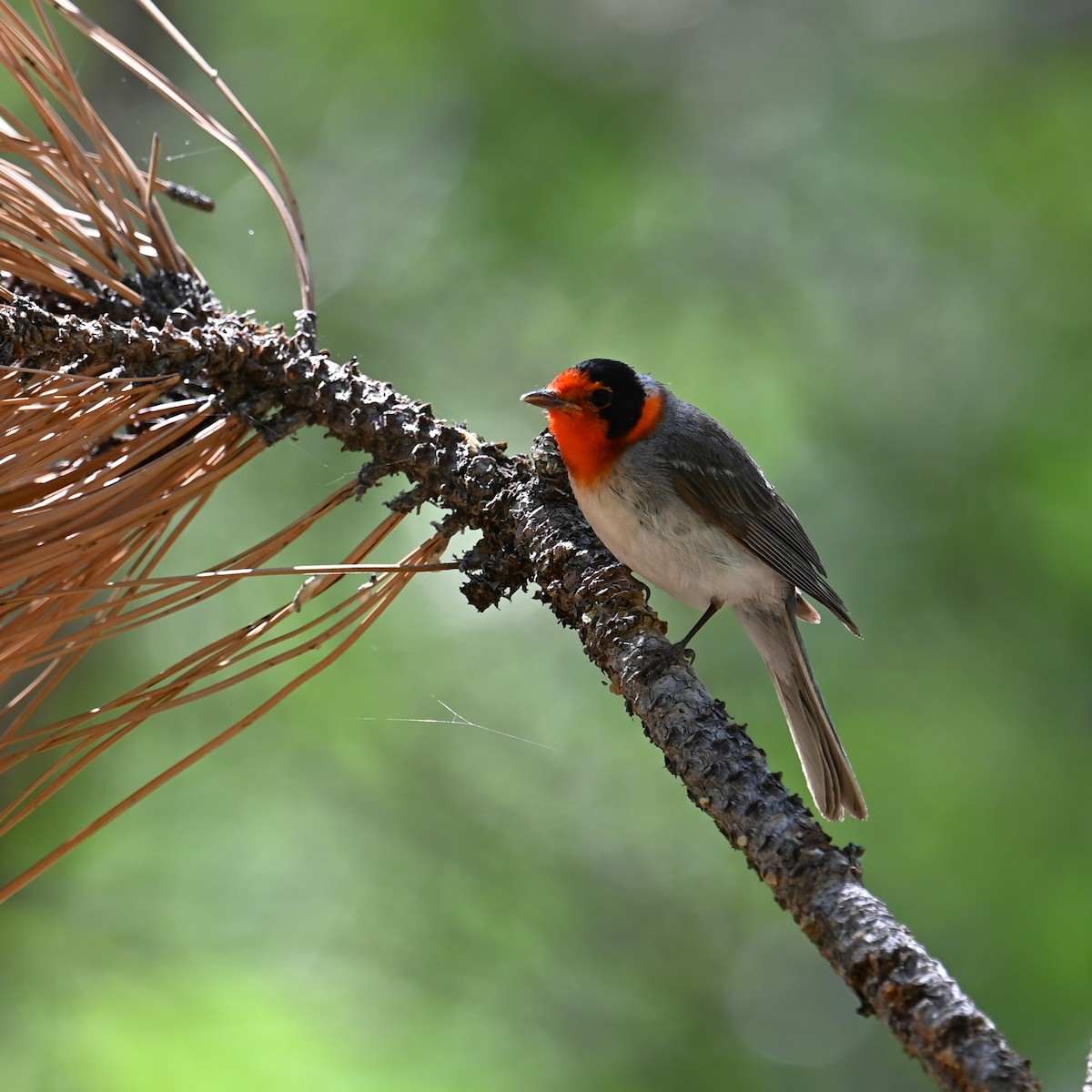 Red-faced Warbler - ML620431149