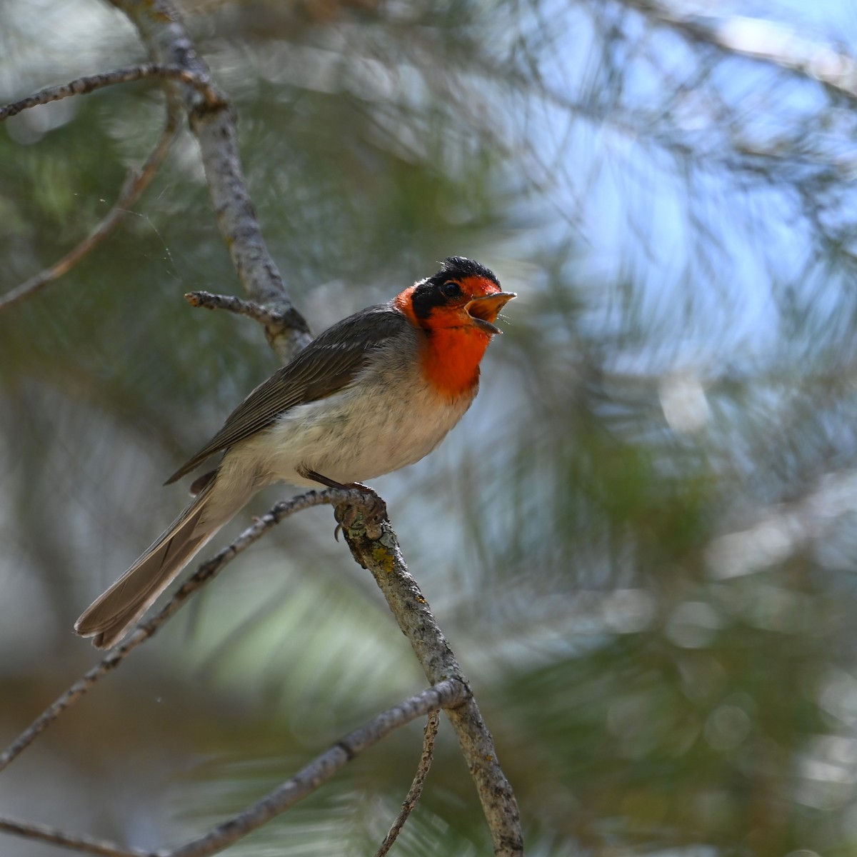 Paruline à face rouge - ML620431151