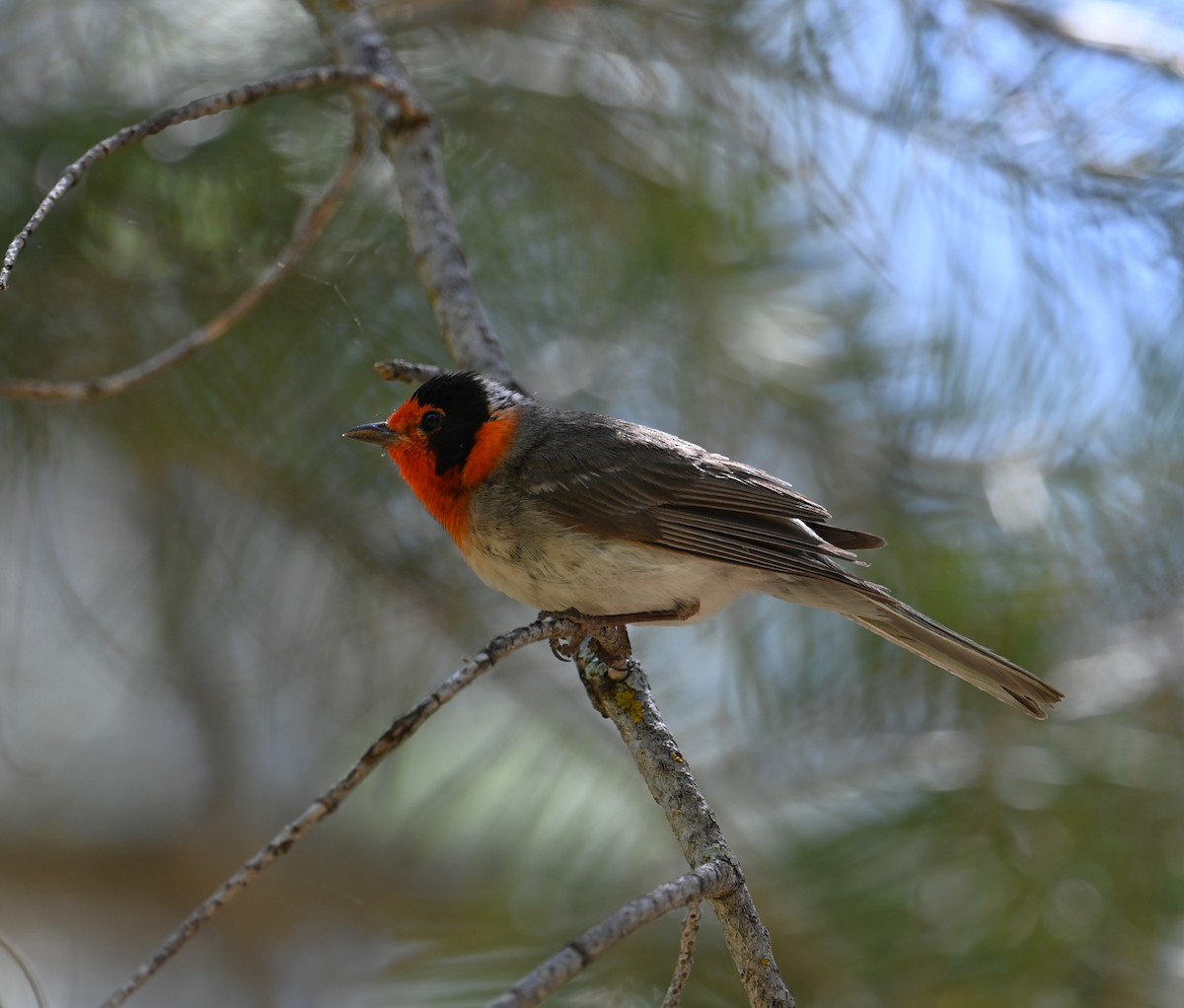 Red-faced Warbler - ML620431153