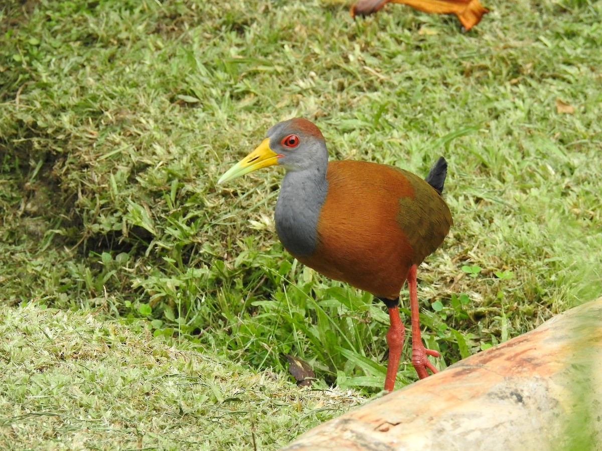 Russet-naped Wood-Rail - ML620431156