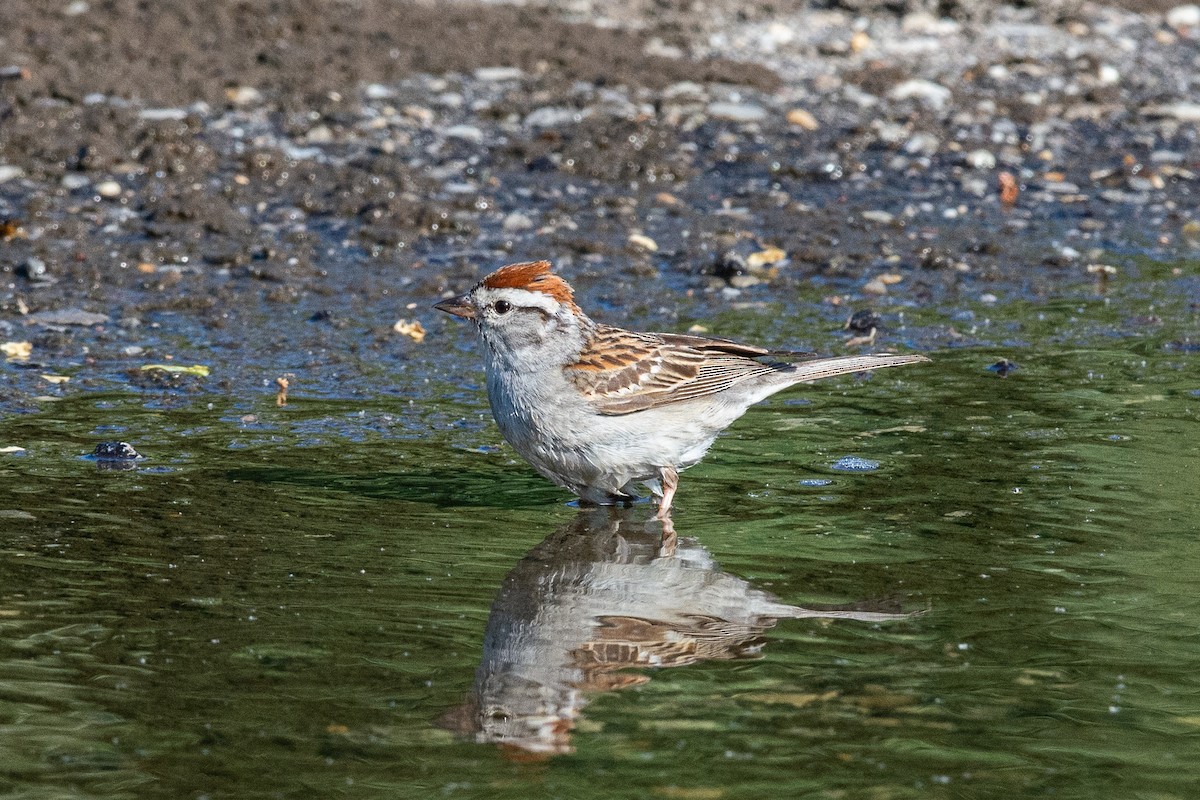 Chipping Sparrow - ML620431158