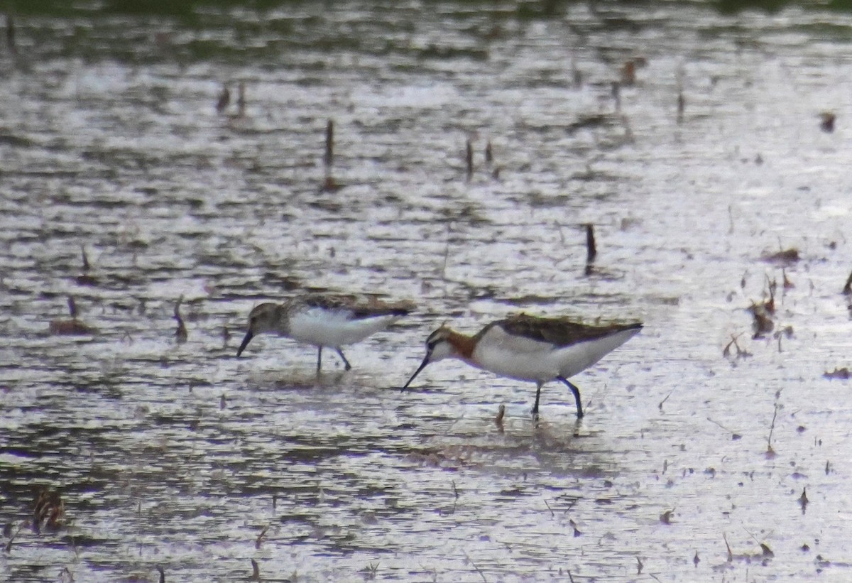 Wilson's Phalarope - ML620431161