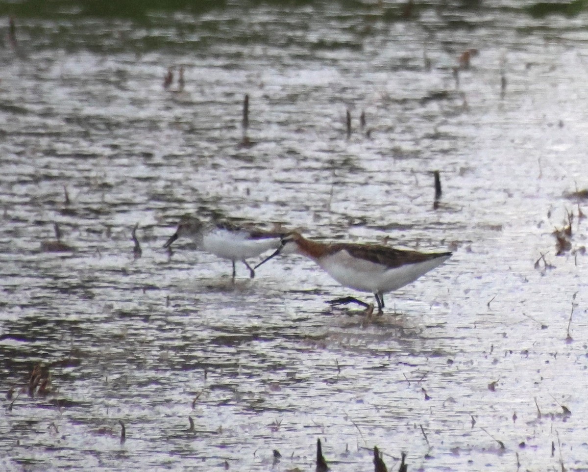 Wilson's Phalarope - ML620431162