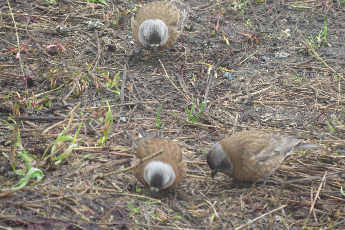 Gray-crowned Rosy-Finch - ML620431164