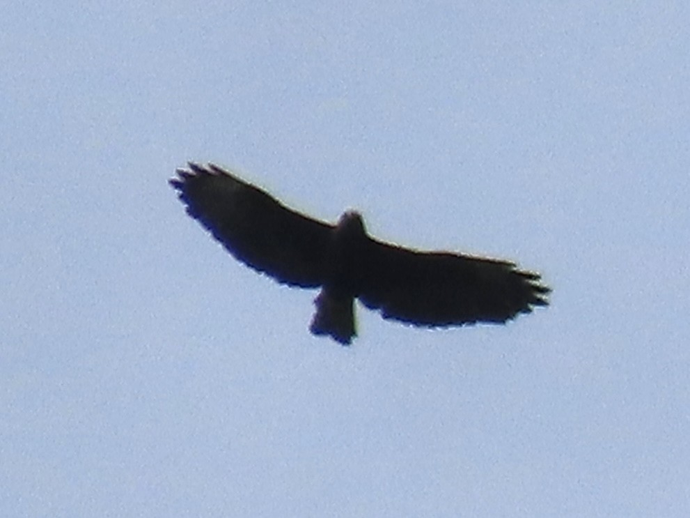 Short-tailed Hawk - ML620431167
