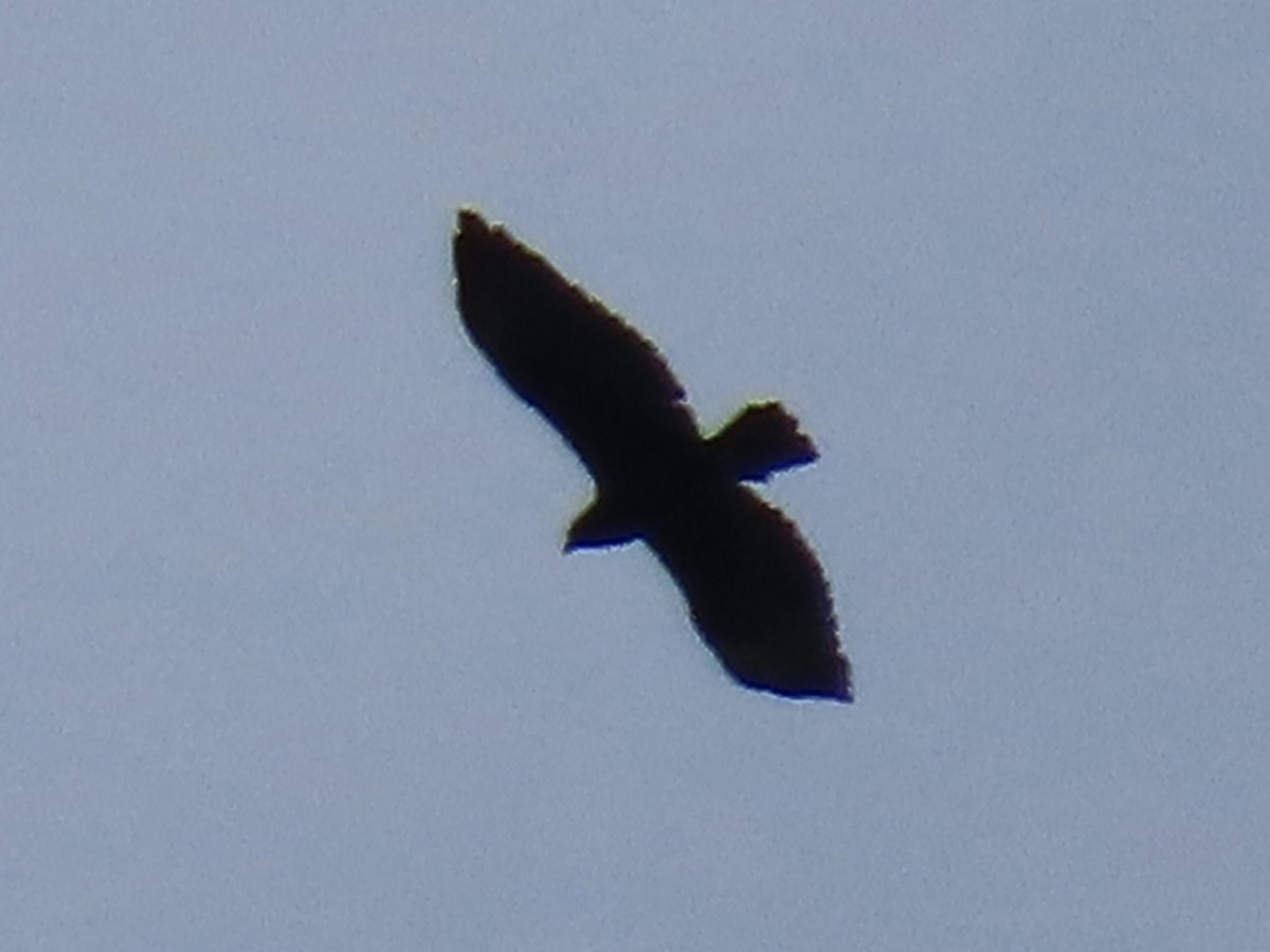 Short-tailed Hawk - ML620431168