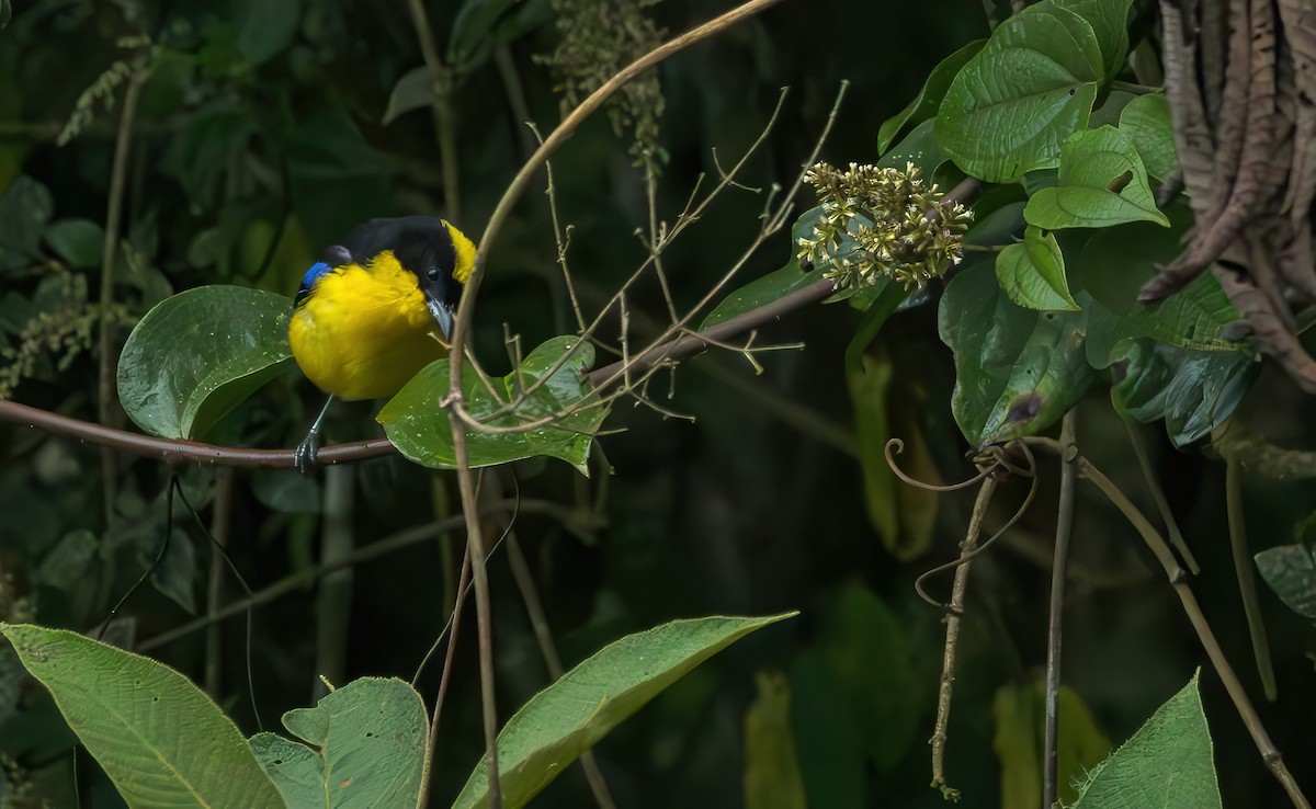 Blue-winged Mountain Tanager (Blue-winged) - ML620431169