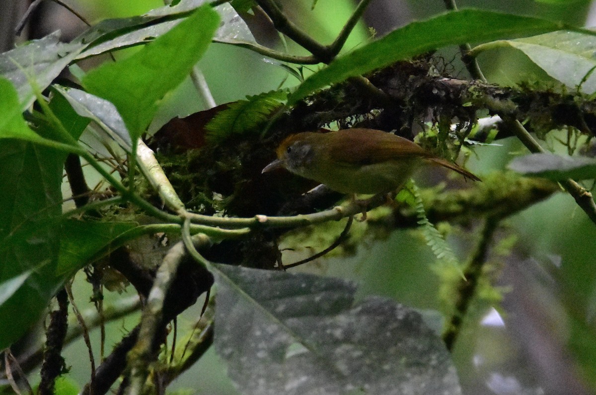 Tawny-crowned Greenlet - ML620431174