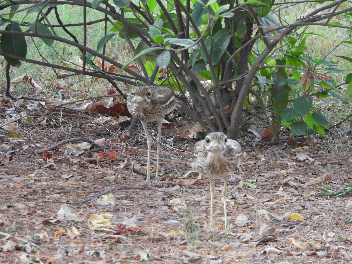 Indian Thick-knee - ML620431180