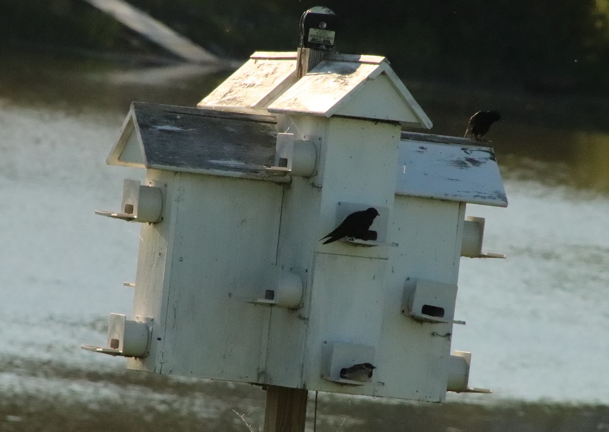 Purple Martin - Tom & Betsy Blitz