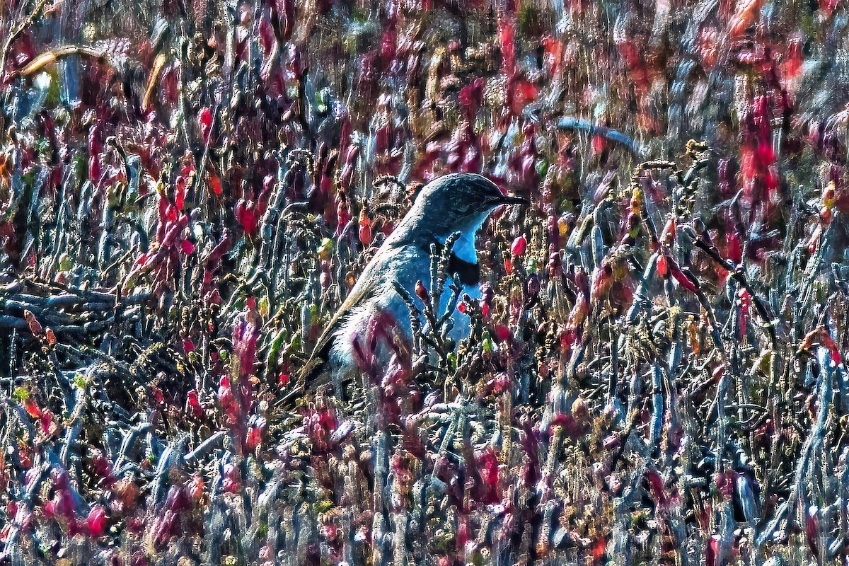 White-fronted Chat - ML620431183