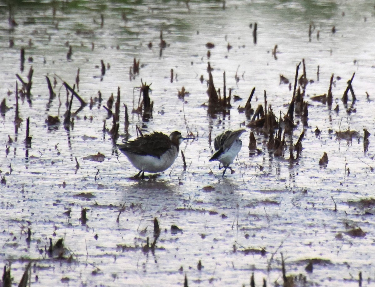 Wilson's Phalarope - ML620431184