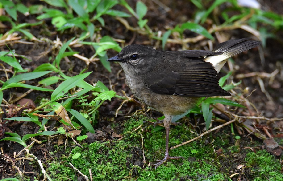 Buff-rumped Warbler - ML620431189