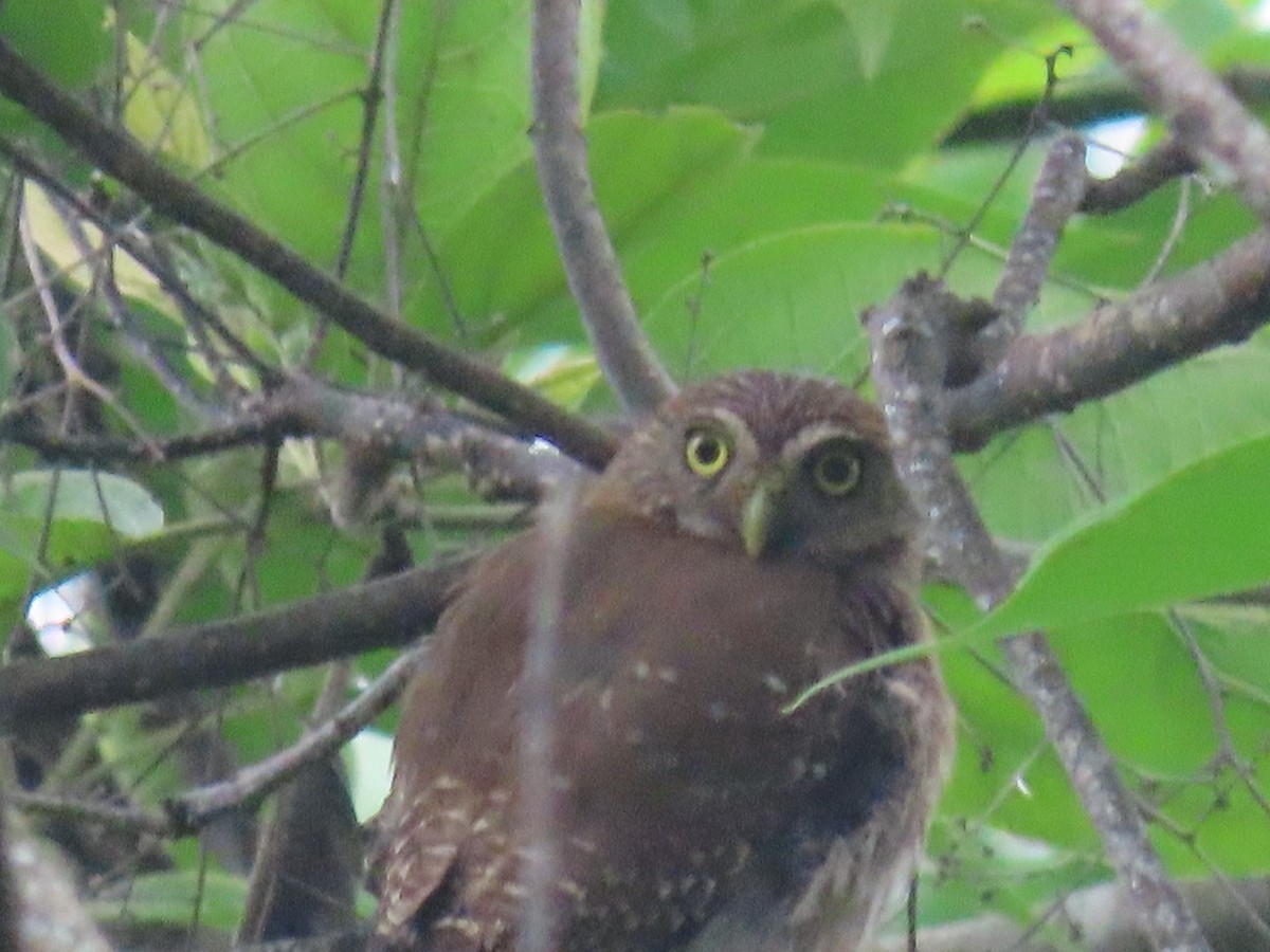 Ferruginous Pygmy-Owl - ML620431193