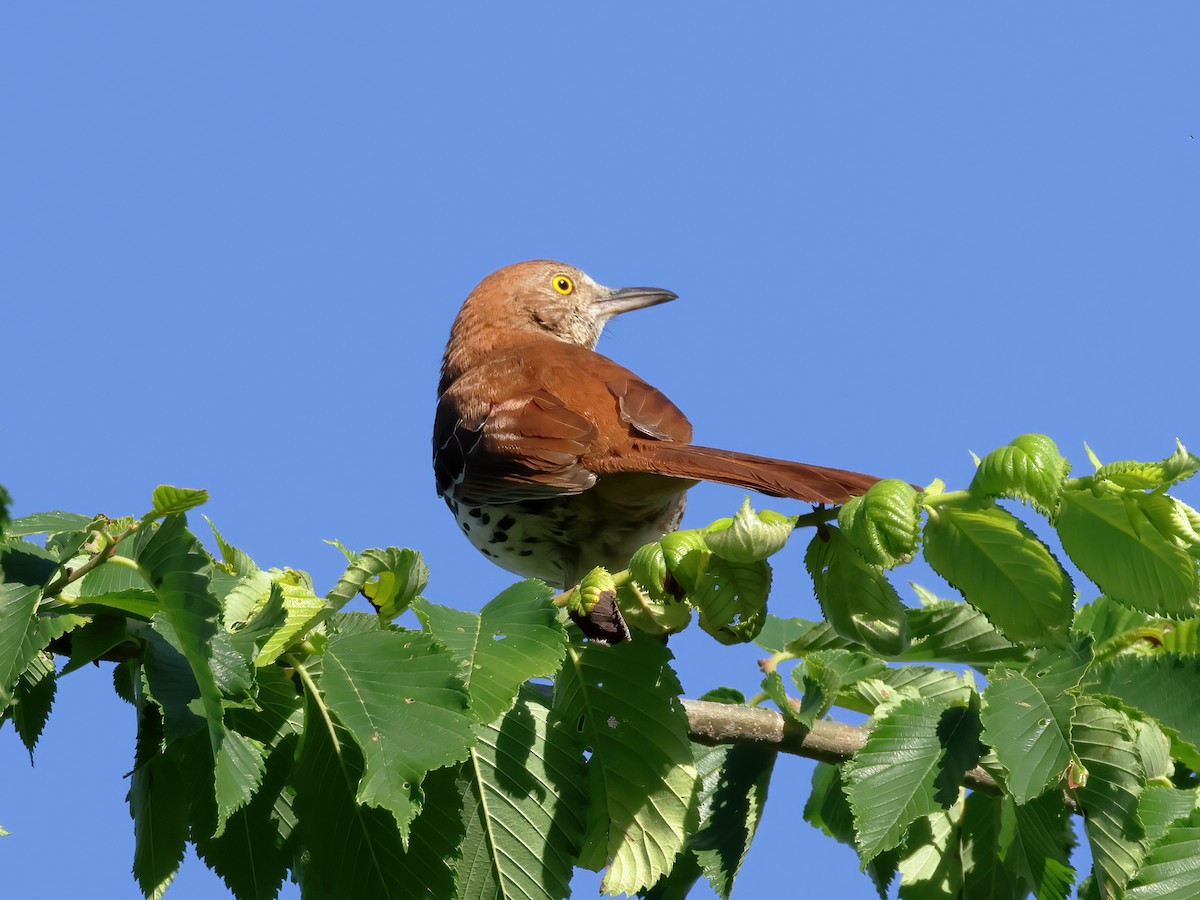 Brown Thrasher - Charlie Arp