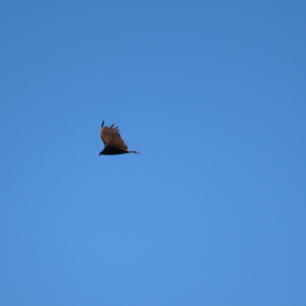 Turkey Vulture - ML620431198