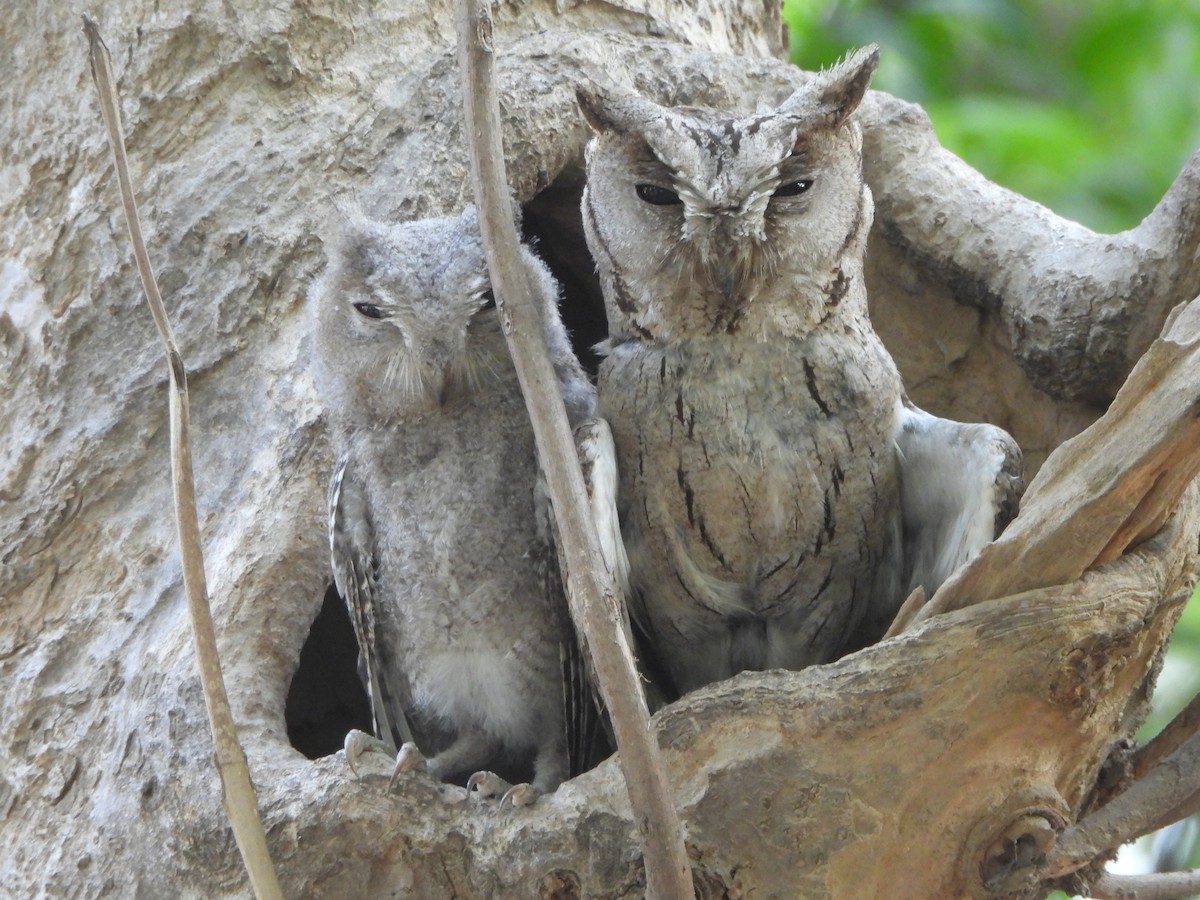 Indian Scops-Owl - ML620431199