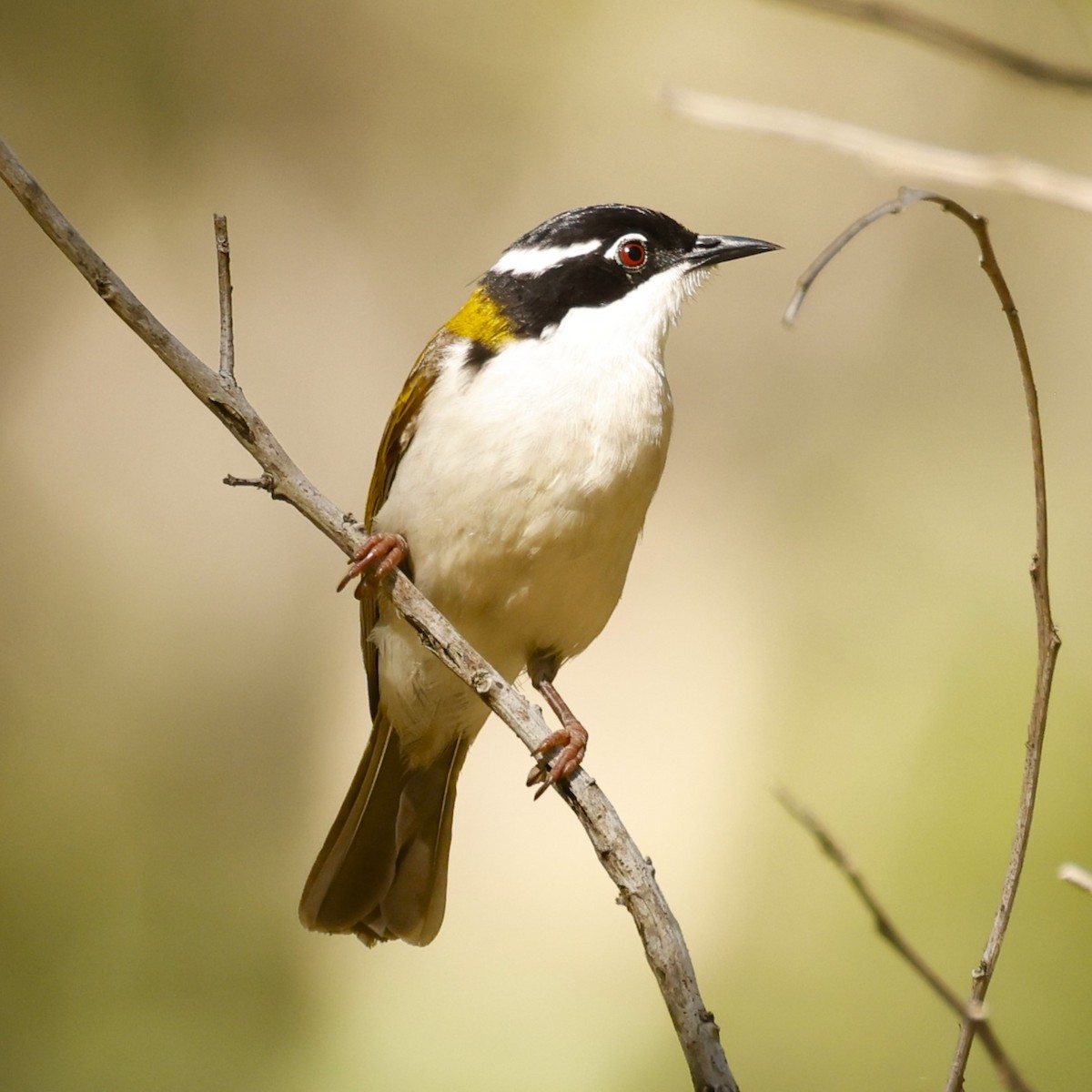 White-throated Honeyeater - ML620431200